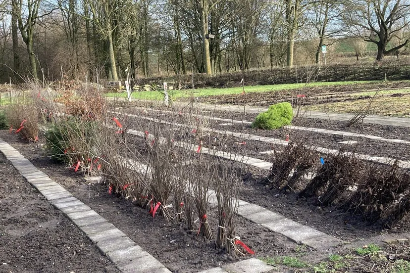 lingewaardnatuurlijkbomenhubbemmel