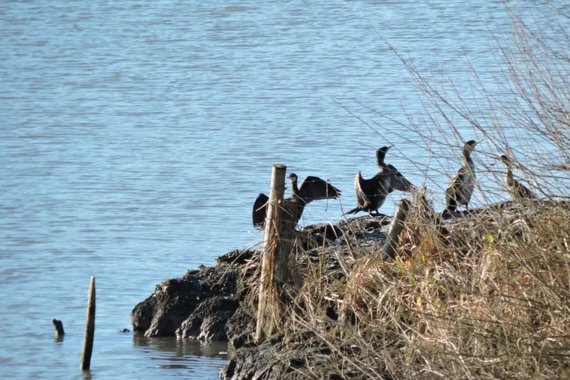 lingewaardnatuurlijkhet waterrijk