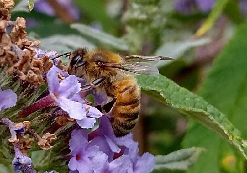 lingewaardnatuurlijkhoning30