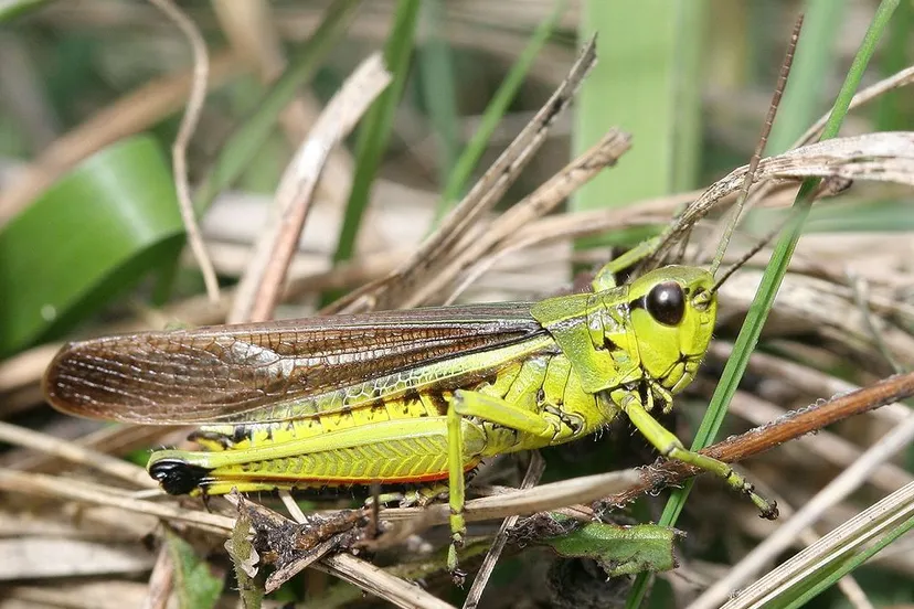 moerassprinkhaanwikipediaorg 1024px stethophyma grossum maennchen