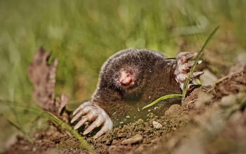 mol tabble pixabay 915x518 1