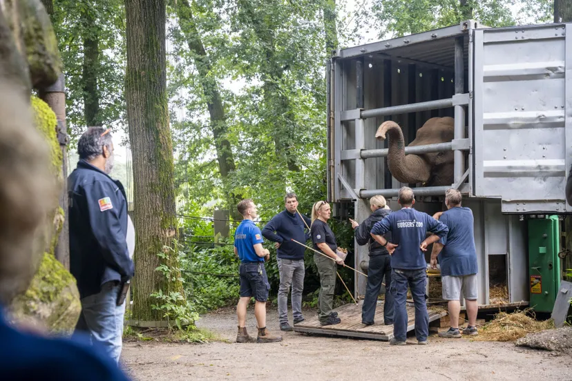 olifanten belfast aangekomen in arnhem