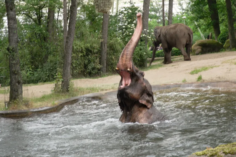 olifanten wapenen zich tegen de tropische warmte3 sarah derksen koninklijke burgers zoo scaled