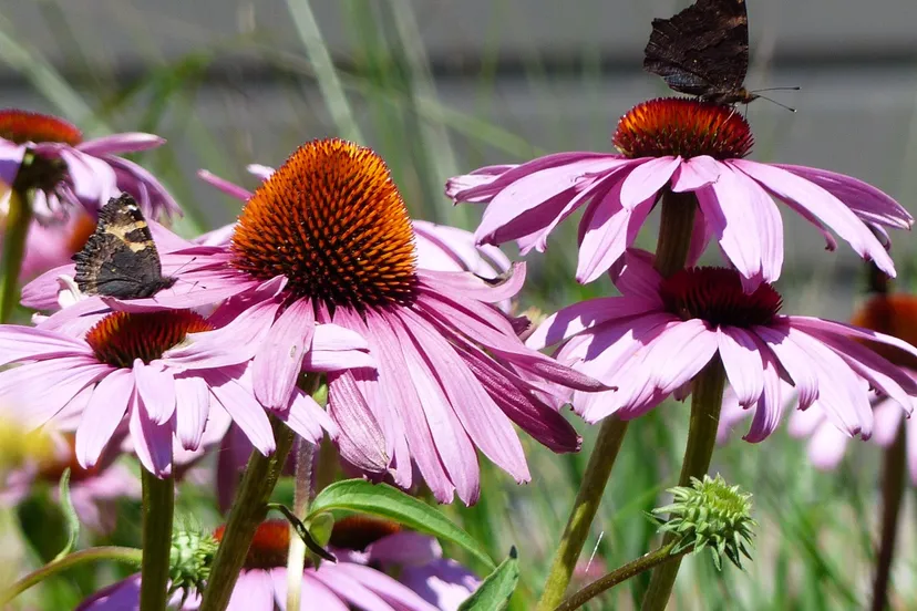 plantseizoengemeentelingewaardtuinadviesweken bloemen
