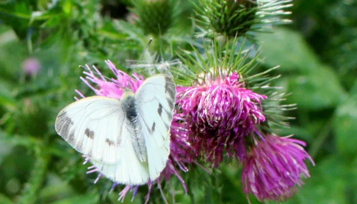 polderbende klompenwaard