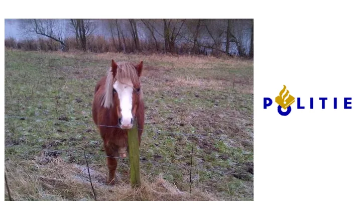 pony 1