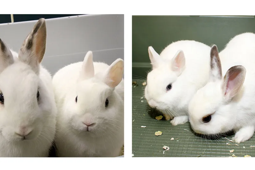 pretzel munt dierentehuis arnhem en omstreken