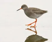 qqyfrs8pbate3senbcl1x93se 220148