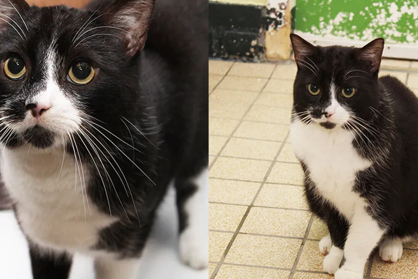 ralph dierentehuis arnhem en omstreken