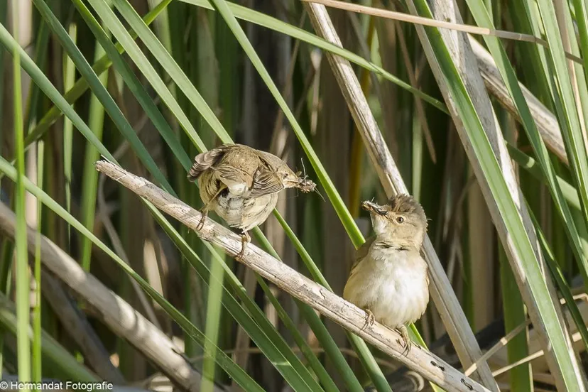 rietzangers 21hermandatfotografie