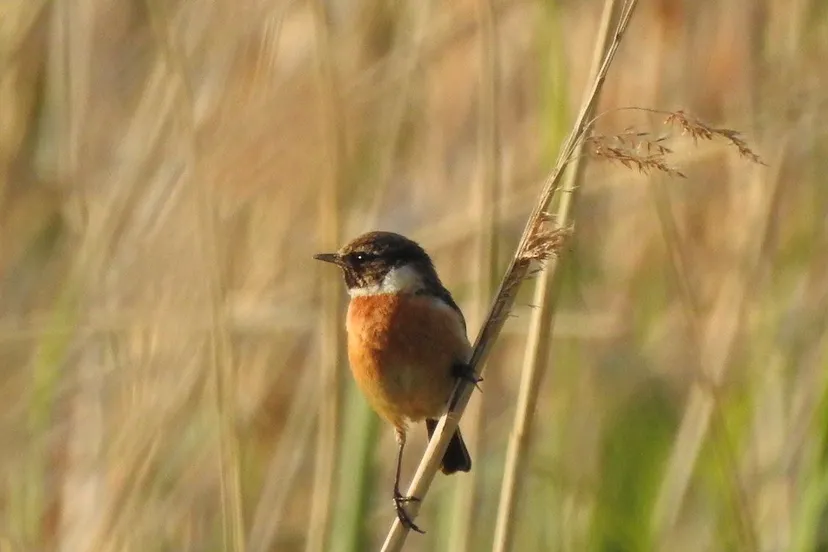 roodborsttapuitjeroen peters