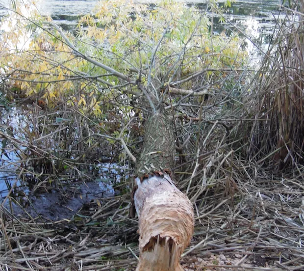 s6lc1gvca8pzu12rj9lfkkczy 1 125