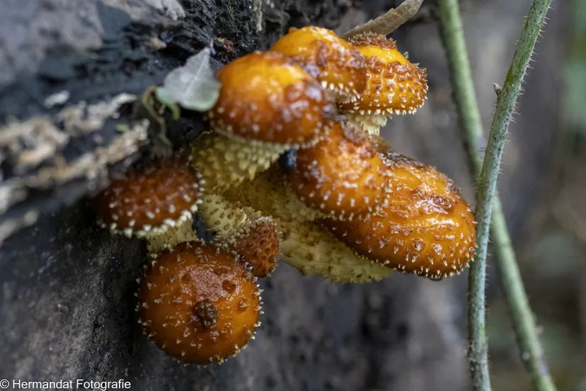 schubbige bundelzwam1