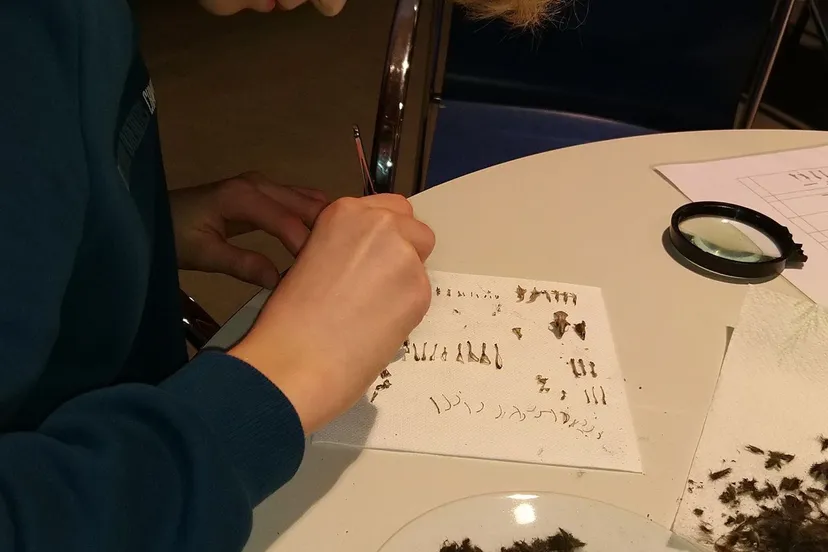 slnuilenballenunnamed