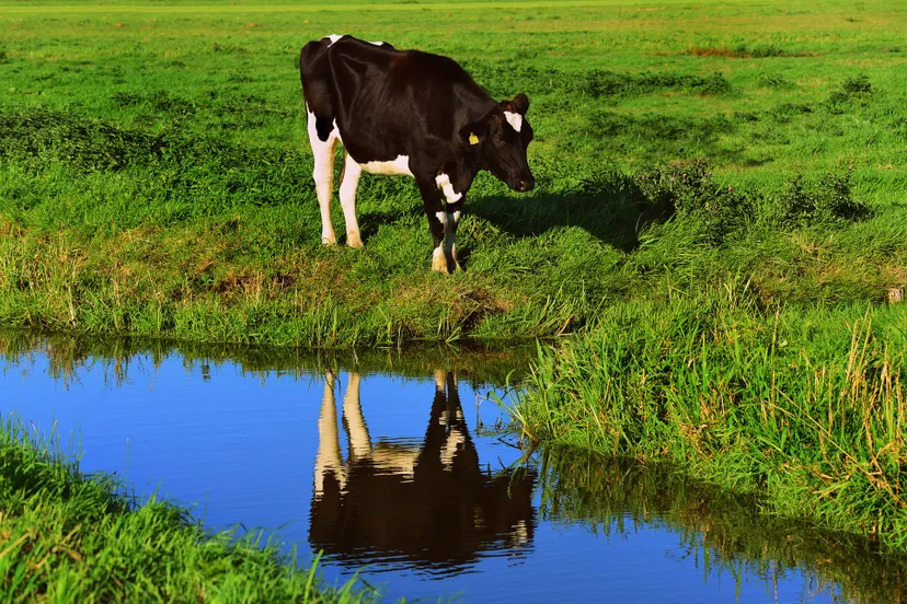 sloot mabel amber pixabay