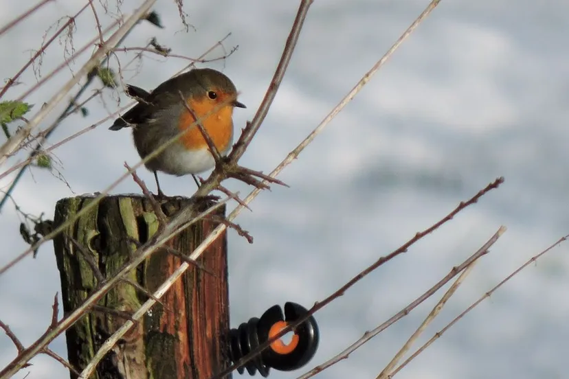 spoorzoeken lingewaard natuulijk