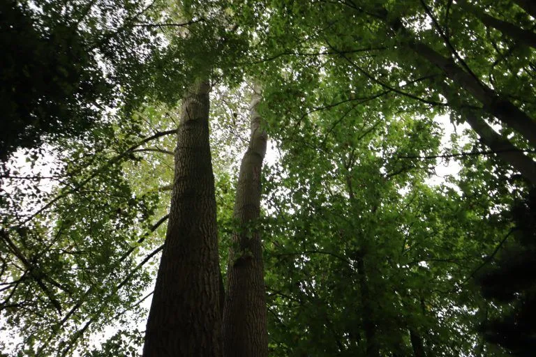 sprokkelboslent ella wouters20211002160406 img 0060 768x512 1