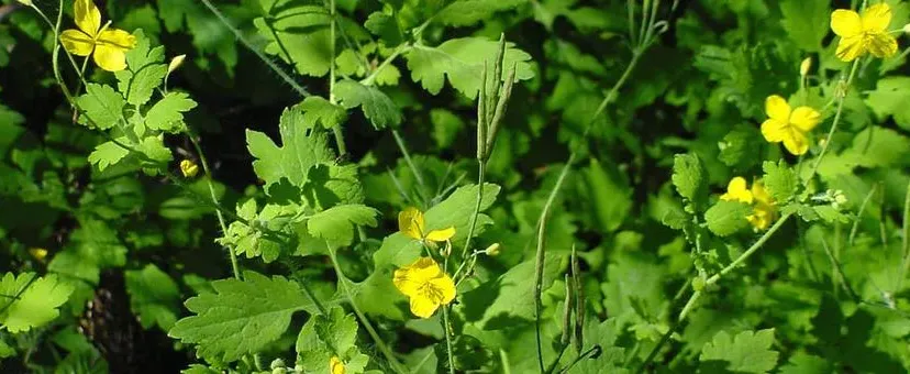 stoepplantstinkendegouwe natureku leuven4dec 9ec4 ad4adc7652e2jpgh340w848fmtwebpv1628831056