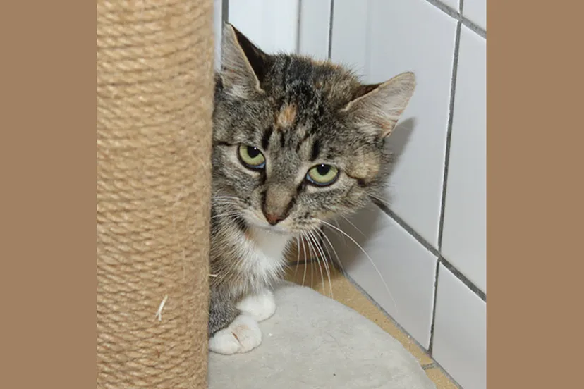 suus dierentehuis arnhem en omstreken