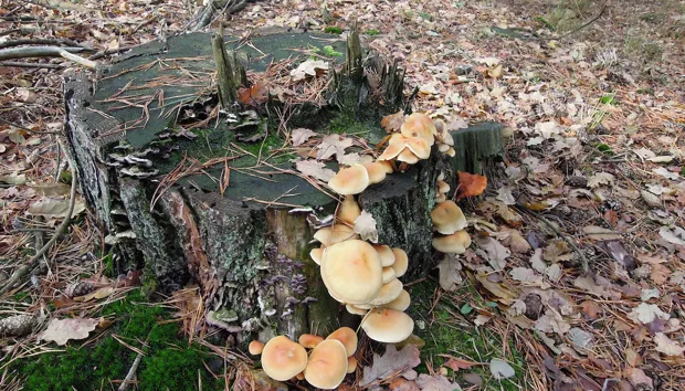 t6fxg3qpehgg6wzwnsrdyb64s 1 5