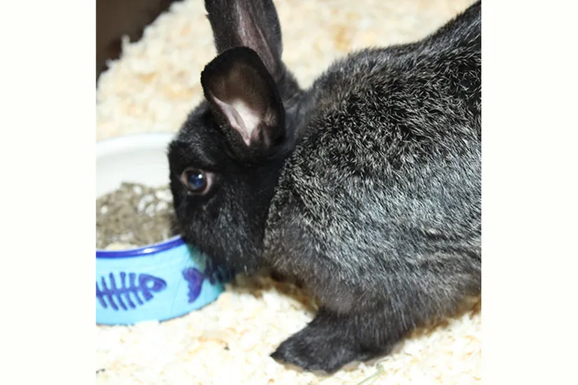 tony dierentehuis arnhem en omstreken