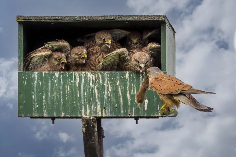 torenvalk nestje leuth helga teunissen
