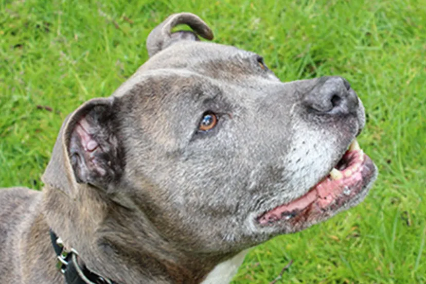 truus dierentehuis arnhem en omstreken