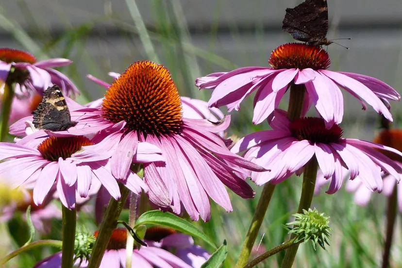 tuinadviesweken bloemen
