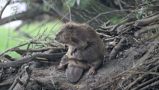 ukq8p3xcp7krcm0v3t9dsx7ml 1 247