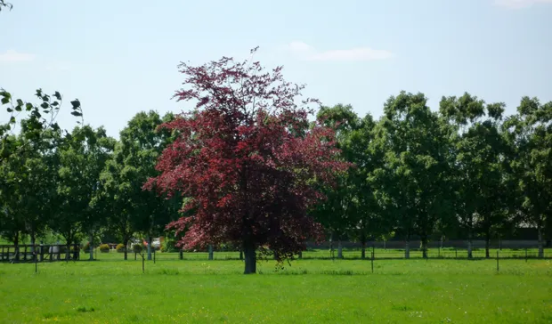 vd2pwtp0btri8scbwpnyxqhit bomenwandeling