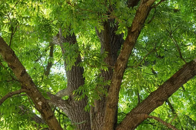 verwijderen essengemeentelingewaard