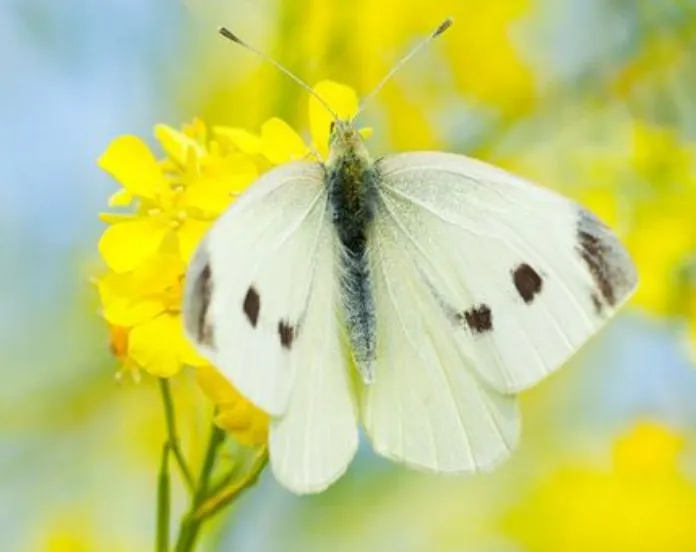 vlinderstichting home