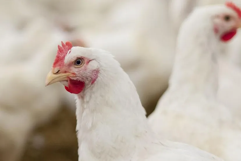 vogelgrieppluimveegem lingewaard