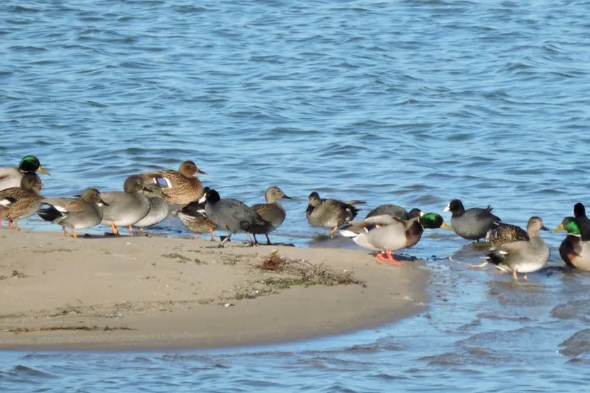 watervogelssln foto gpeelen at sln