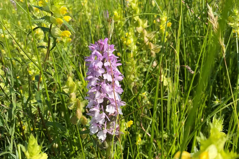 wilde planten cursusknnv img 8521 scaled