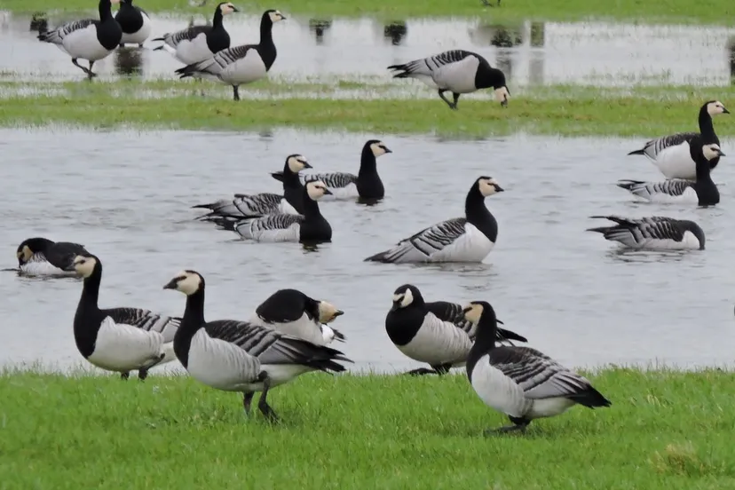 wintervogelsgijsbert peelen54