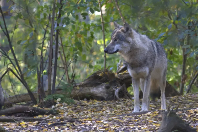 wolfnamo53621 natuurmonumenten mark zekhuis