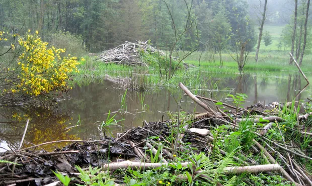 wqp7466pukrcdyj3flxq2omcd bevers