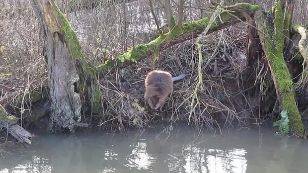 y05szk3g315l2y4sp2c9546ca 0 8