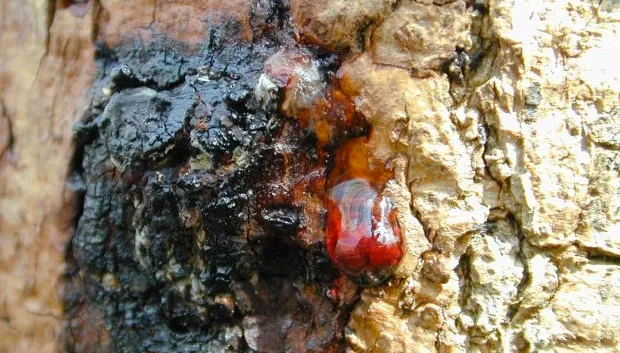 y8wdlc36dojpdne4s5a2vumlb 1 330