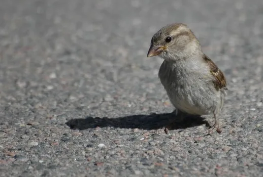 yrteap93acyvusfqr00aadel0 11 6