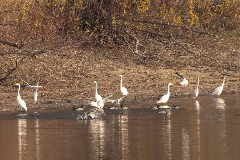 zilverreigers met ruziende meeuwen en wilde eendenivn rijnwaal 1526