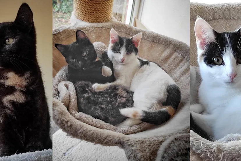 zuma skye dierentehuis arnhem en omstreken