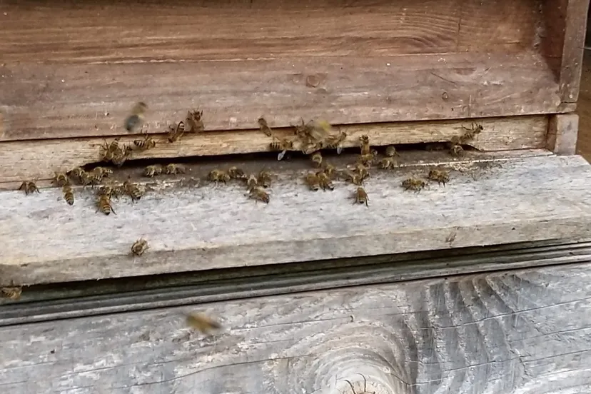 honingbijen 1152x1536