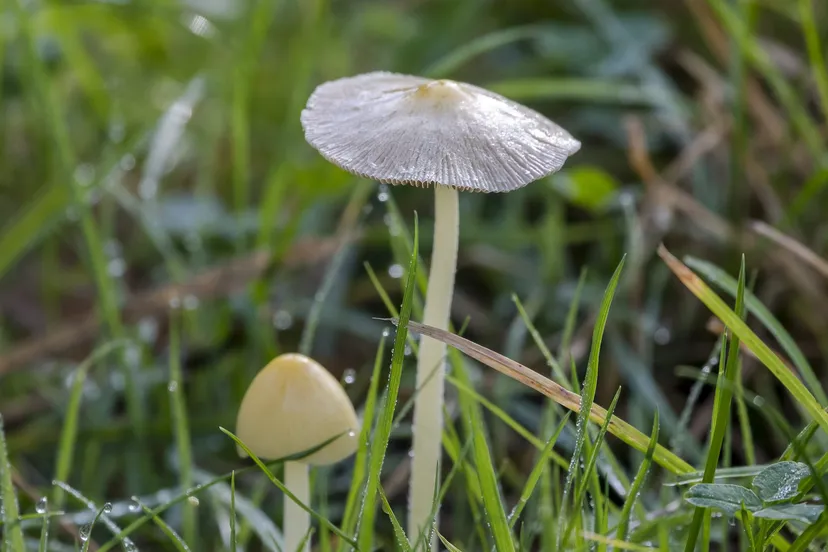 ivn rijnwaal dooiergele mestzwam 6885 2048x1365jpg jpeg afbeelding 2048 1365 pixels geschaald 48