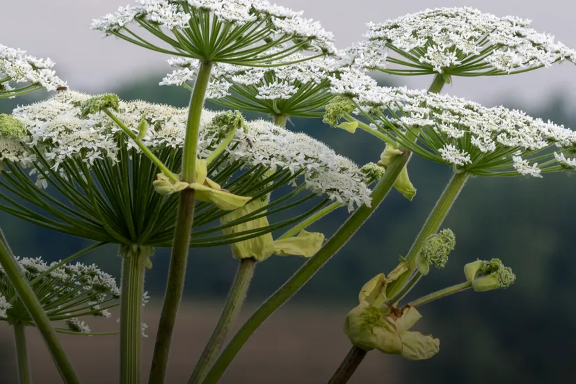 ivn rijnwaalnatuurwandeling in en om valburg rijnwaal