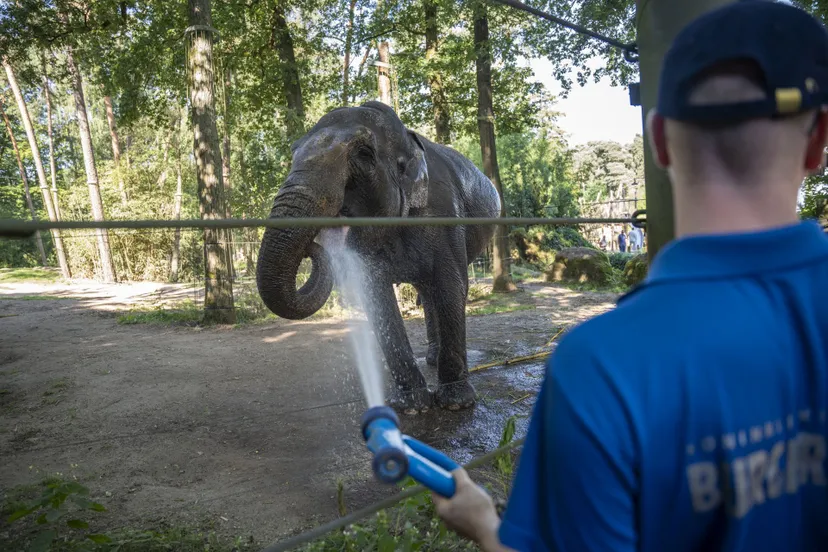 olifanten douche mira meijer 10