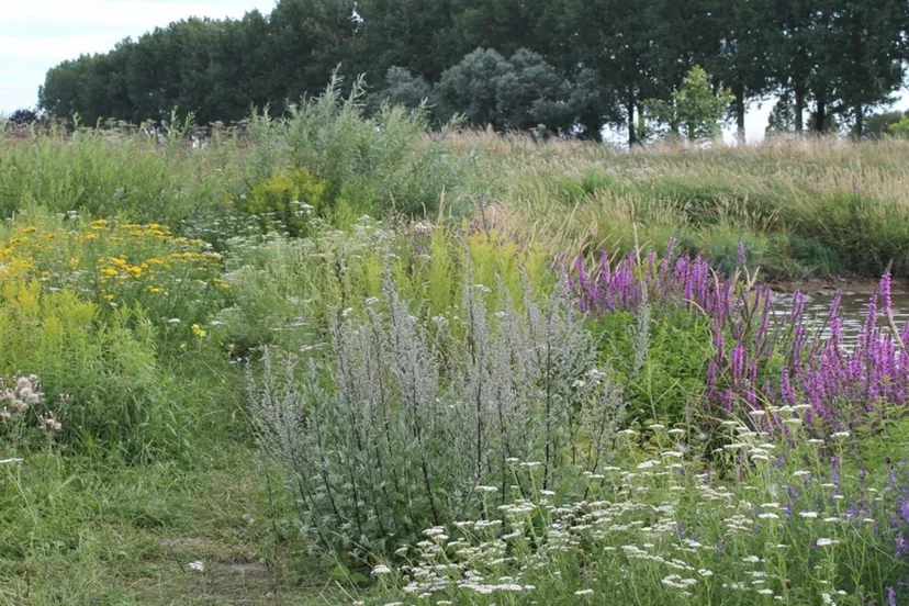 maneswaard1 copy 2048x1057