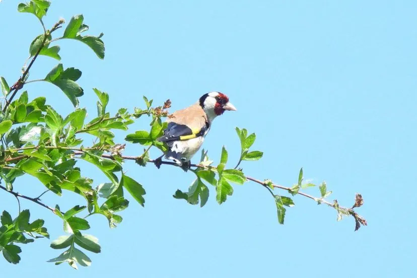 puttertjekitty peters352322347 269838242201146 669161860168864690 n 1024x572