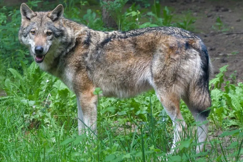 wolf webinar voor inwonersprovincie gelderland